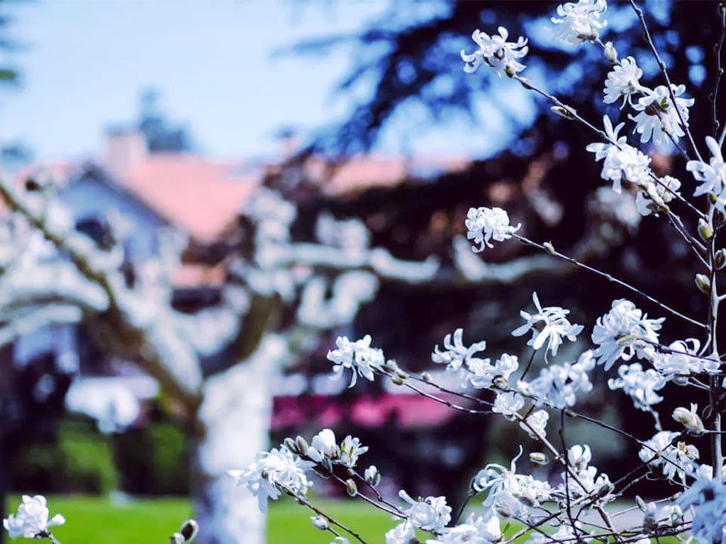 20220325_primavera Disfruta de la primavera en los balnearios de Cantabria